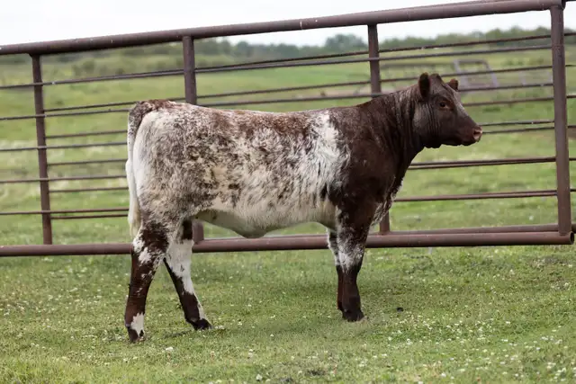 SHORTHORN HEIFERS FOR SALE!