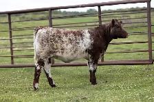SHORTHORN HEIFERS FOR SALE!