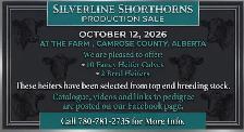 SHORTHORN HEIFERS FOR SALE! - Photo 2