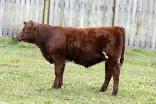 SHORTHORN HEIFERS FOR SALE! - Photo 3