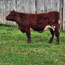 SHORTHORN HEIFERS FOR SALE! - Photo 4