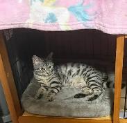 chatte bengal de 1 ans