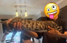 chatte bengal de 1 ans - Photo 2