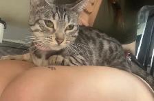 chatte bengal de 1 ans - Photo 3
