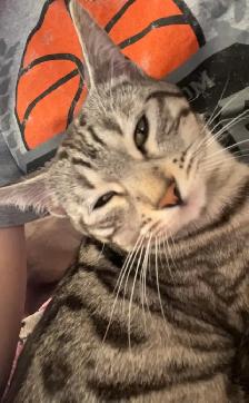 chatte bengal de 1 ans - Photo 5
