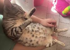 chatte bengal de 1 ans - Photo 6