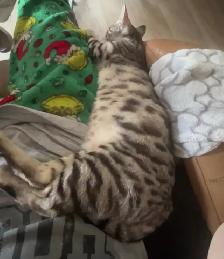 chatte bengal de 1 ans - Photo 7