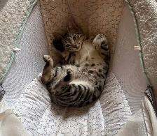 chatte bengal de 1 ans - Photo 10