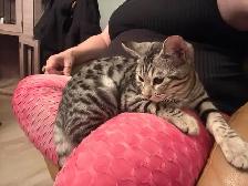chatte bengal 1 ans - Photo 2