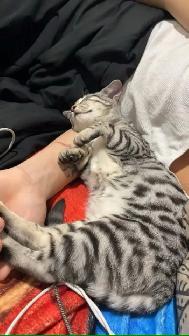 chatte bengal 1 ans - Photo 4