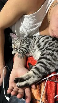 chatte bengal 1 ans - Photo 5