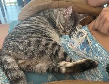 chatte bengal 1 ans - Photo 6