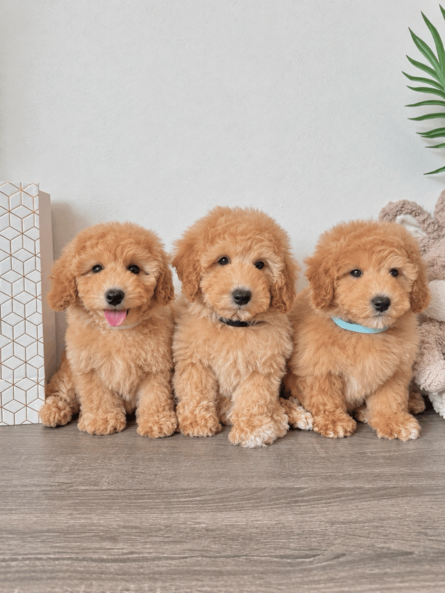 Gorgeous Bichon Toy Poodle Puppies ♥️