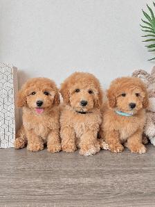 Gorgeous Bichon Toy Poodle Puppies ♥️