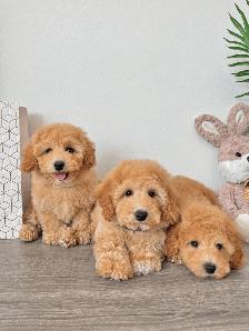 Gorgeous Bichon Toy Poodle Puppies ♥️ - Photo 2