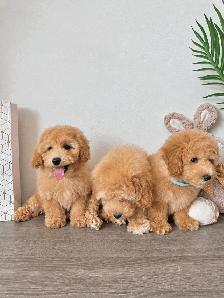 Gorgeous Bichon Toy Poodle Puppies ♥️ - Photo 3