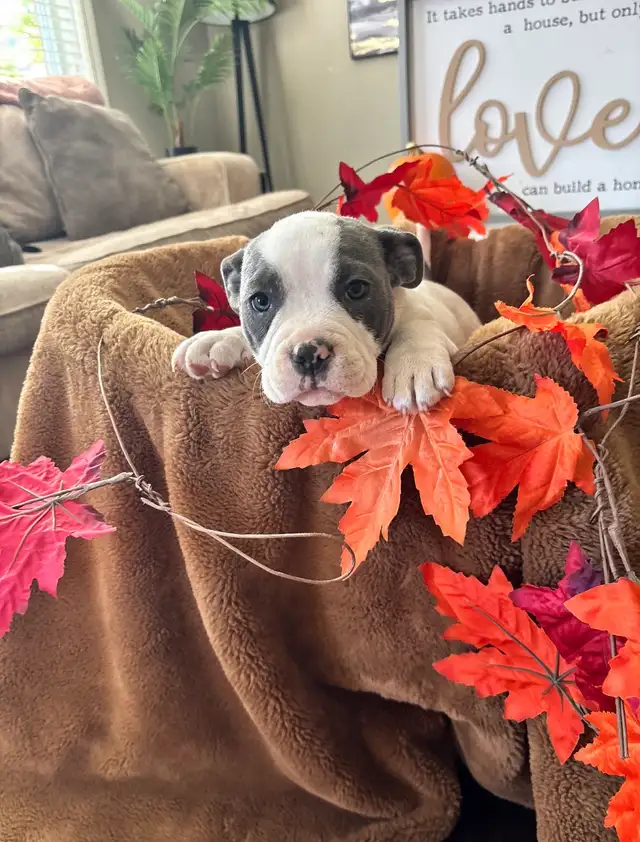 American Bulldog Puppies/ Dog