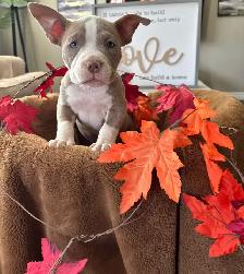 American Bulldog Puppies/ Dog - Photo 2