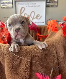 American Bulldog Puppies/ Dog - Photo 3