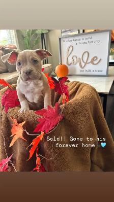 American Bulldog Puppies/ Dog - Photo 4