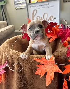 American Bulldog Puppies/ Dog - Photo 5