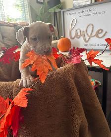 American Bulldog Puppies/ Dog - Photo 6