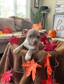 American Bulldog Puppies/ Dog - Photo 7