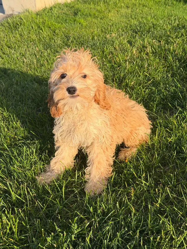 Cockapoo Female