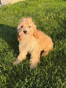 Cockapoo Female