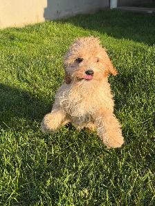 Cockapoo Female - Photo 2