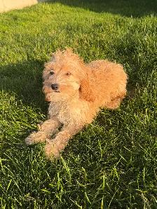 Cockapoo Female - Photo 3