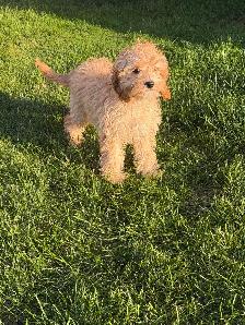 Cockapoo Female - Photo 4
