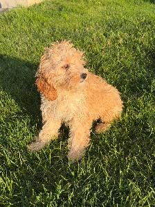 Cockapoo Female - Photo 5