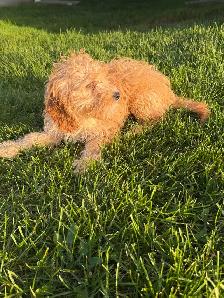 Cockapoo Female - Photo 6