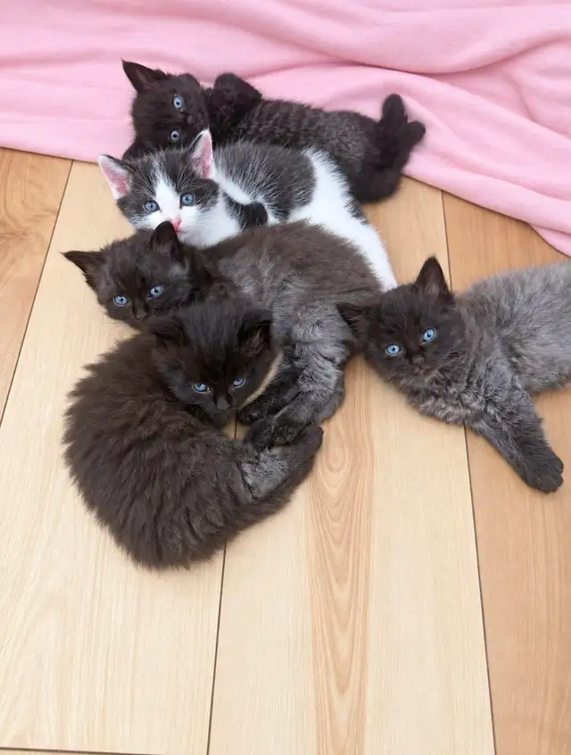 5 beautiful blue eyed kittens