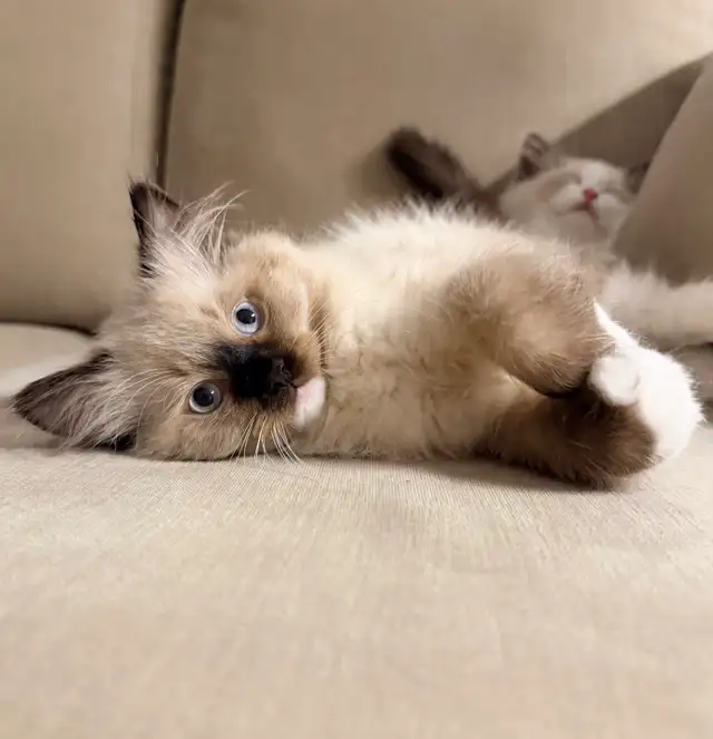 Purebred Ragdoll Kitten