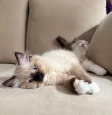 Purebred Ragdoll Kitten - Photo 2