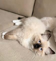Purebred Ragdoll Kitten - Photo 3