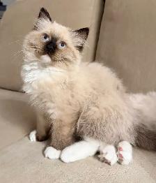 Purebred Ragdoll Kitten - Photo 4