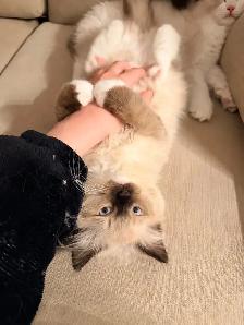 Purebred Ragdoll Kitten - Photo 5