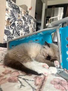 Purebred Ragdoll Kitten - Photo 6