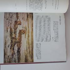 GRANDLIVRENEUFADO LESANIMEAUXD'AFRIQUE 160PA STEPPES SAVANE$5.00 - Photo 2