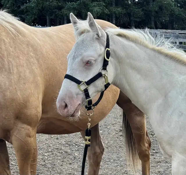 Stunning Perlino Quarter Horse Stud Colt