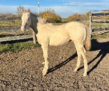 Stunning Perlino Quarter Horse Stud Colt - Photo 2