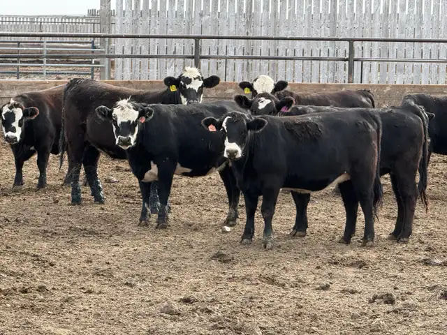 Bred Heifers