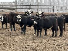 Bred Heifers