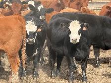Bred Heifers - Photo 2