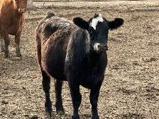 Bred Heifers - Photo 3