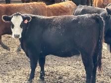 Bred Heifers - Photo 4