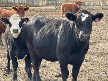 Bred Heifers - Photo 5